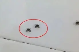 洗手间里的小飞虫怎么来的？如何消灭它？图片