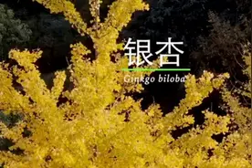 明明满大街都是，为什么说银杏还急需人类伸出援手？图片