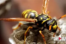 重庆巴南马蜂蜇死1人伤5人，昆虫专家：蜂蛹美味切勿随意摘取图片