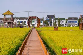 苏州望亭“金香溢”大米基地：传承农耕文化，共享丰收之乐图片