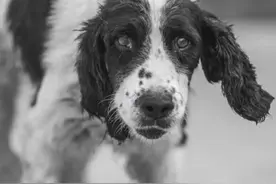 再见，小英雄！汶川地震最后一只搜救犬离世图片