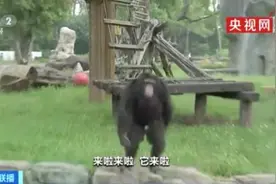 无语！屡遭戏弄的黑猩猩发飙了，丢东西回击！保育员：它跟游客学的图片