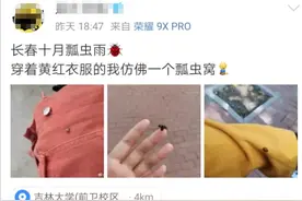 聚焦丨瓢虫漫天飞舞“逛”城市，为啥？图片
