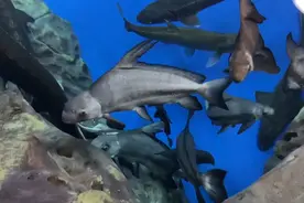 “神奇”的动物在上海｜胭脂鱼：从繁盛、濒危到人工续命