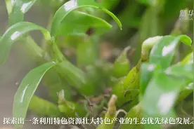 致富“仙草”赋能乡村振兴视频封面