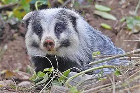 十日谈｜又见猪狗獾图片