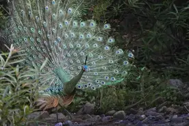 种群数量不到600只的绿孔雀，究竟有多稀奇？图片