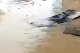 山西汾河水位上涨明显 附近一村庄被淹 40名青壮年坚守家园视频封面