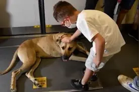 土耳其流浪狗会坐公交成网红，经常跨越欧亚两洲“旅行”视频封面