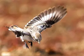 两只打斗的白腰雪雀，萌翻了图片