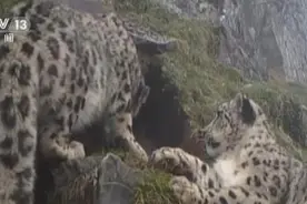 我国雪豹野外种群数量增至约5000只 增长22%图片