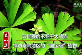 新华社记者探秘“中华基因库”秦岭①｜珍稀程度不亚于大熊猫！探访秦岭地区的“国宝级”植物图片