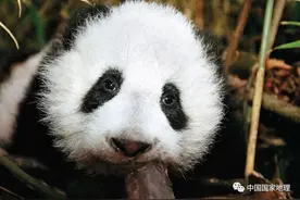 我要卖萌了图片