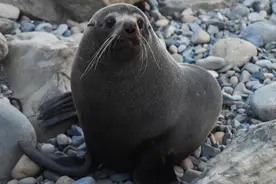 全球连线 | 神奇生物在哪里？——新西兰：毛皮海豹图片