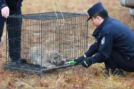 好凶的“大猫”！保护动物猞猁闯民宅，被救护后放归自然图片