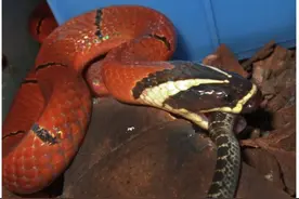 海南周刊 | 海南华珊瑚蛇：小身材也有大能量图片