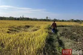 新洲一农户稻田里水稻出现倒伏，专家称该品种茎秆较脆弱，或与大风天气有关图片