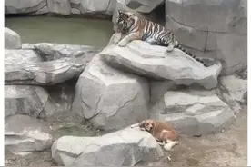 狗生赢家！山东一动物园内狗子躺在虎园里休息，老虎的举动亮了…图片