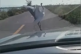 丹顶鹤“拦车跳舞”，车主：幸运能欣赏图片