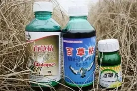 河南13岁女孩喝下百草枯肺部纤维化加重！医院称她十分痛苦图片