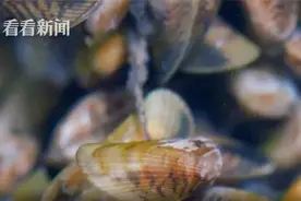 寻味上海丨“薄如蝉翼”的潮汕海瓜子，有什么美味魔力？图片
