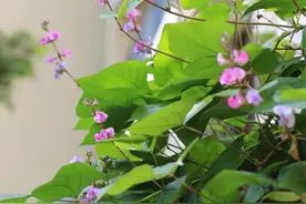 种一架扁豆，寄满怀秋思图片