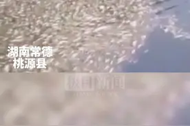 湖南桃源一工业园旁河中现大量死鱼，村民：河水长期发黑发臭图片