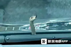 女子开着车，突然挡风玻璃前出现一条蛇……吓懵图片