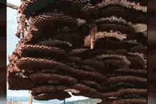 贵州一地惊现巨型马蜂窝，出动挖土机才能搬走图片