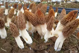 中国“蘑菇先生”和他的蘑菇世界图片