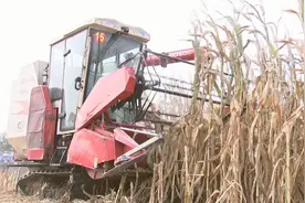 助力秋收！百余台履带式玉米收获机赶赴潍坊跨区作业图片