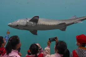 人工繁育技术成熟，确保物种不灭绝！荆州今年首批10万尾人工繁殖中华鲟成功孵化图片