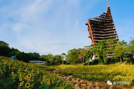 美哭！一大片向日葵花海悄然盛放，在这儿拉开秋天的序幕！图片