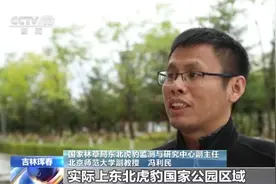 处在食物链顶端的东北虎豹需要怎样的栖息环境？专家揭秘→图片