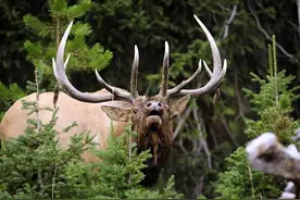 加媒：处于濒临灭绝的边缘的麋鹿，在欧洲绕道多年后再度回到中国图片