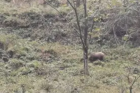 缺枪少狗 四川野猪“试猎区”困境待解图片
