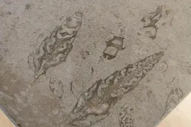 苏州博物馆西馆洗手间发现化石？回应：为人工大理石图片