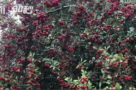 30秒｜红红火火的火棘果红透山林 这样的秋天既惊艳又令人向往视频封面