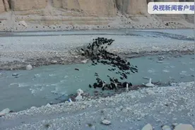 巴基斯坦牦牛转场借道我国 我国边防官兵这样做图片