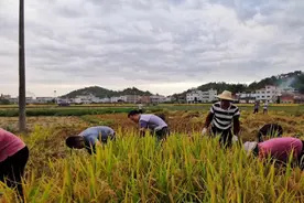 帮扶干部的幸福：戴上草帽，一起下田帮农户收割水稻图片