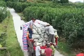 福建仙游：文旦柚销售遇阻 电商助力扩销路图片