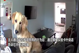 气笑了！美国一狗狗在家中捣乱 主人通过摄像头“警告”却遭无视图片