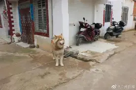 汪汪队又立功？阿拉斯加犬主动跳上偷狗贼的车，致后者形迹败露被刑拘图片