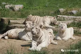 北京野生动物园被曝有游客擅自下车冲进虎群！园方：正在调查图片