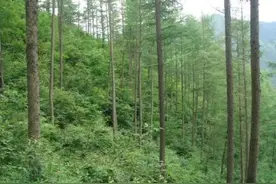 民间故事：木匠讨水喝，被美妇暗算失身，事后用墨斗绞杀一恶鬼图片