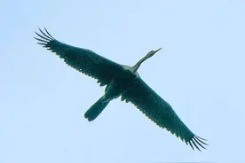 神秘大鸟现身瑞丽！上一次出现在中国已是80多年前图片