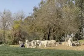 游客非法闯入虎区，把老虎当什么了？图片