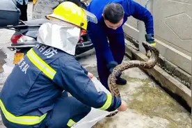 广东河源3米长蟒蛇现身市区，消防员捕获后野外放生视频封面