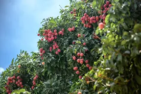 20029.12亿元！广州2021年前三季度GDP出炉，同比增长9.9%图片