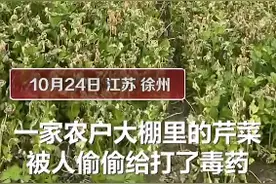 太缺德！徐州一农户整棚芹菜被熟人偷喷毒药，报警后嫌疑人求私了图片